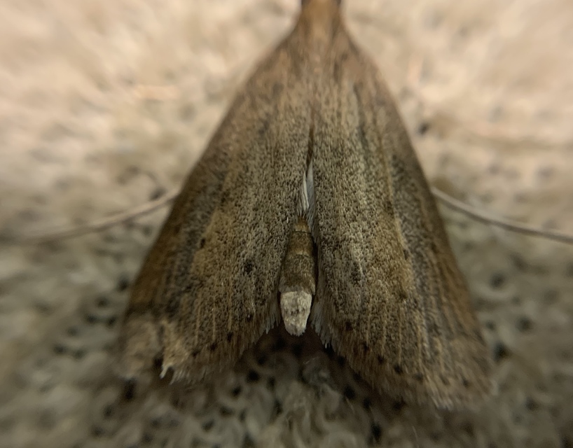 Schoenobius gigantella - óriás nádfúrómoly