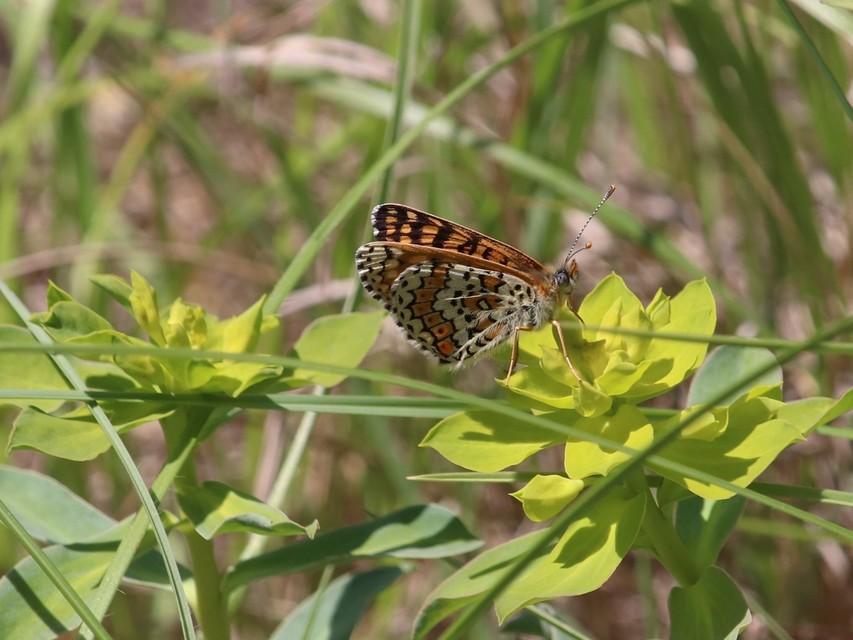 Melitaea cinxia - réti tarkalepke