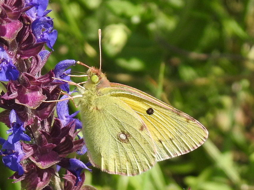 Colias croceus - sáfránylepke