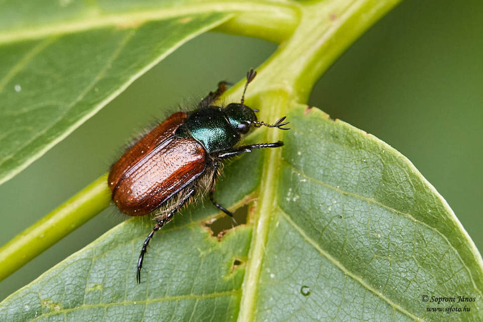 Phyllopertha horticola - kerti szipoly