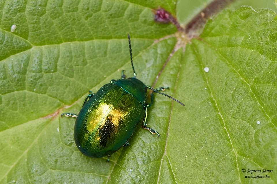 Chrysolina herbacea - zöld mentalevelész