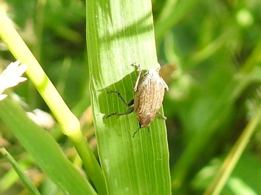 Tanymecus palliatus - közönséges hegyesfarúbarkó