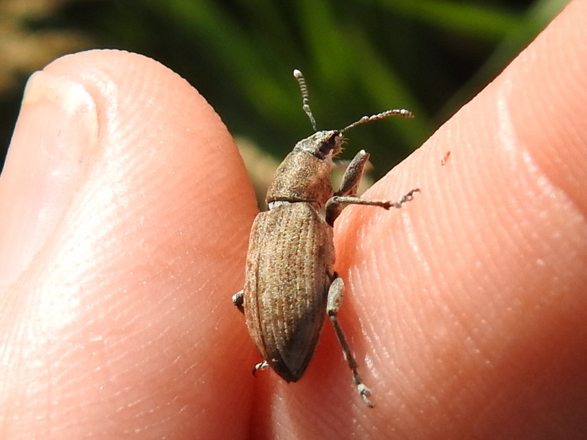 Tanymecus palliatus - közönséges hegyesfarúbarkó
