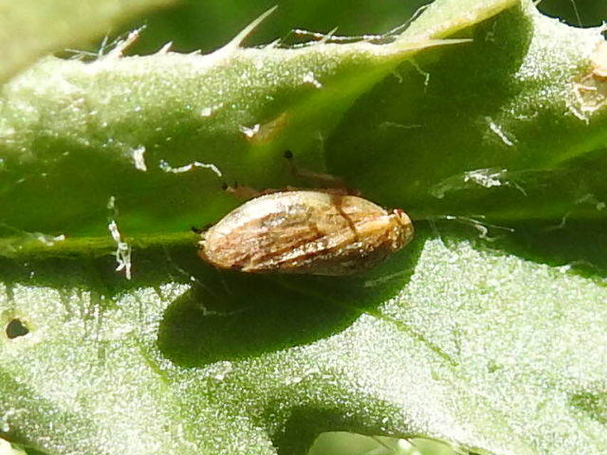 Tettigometra