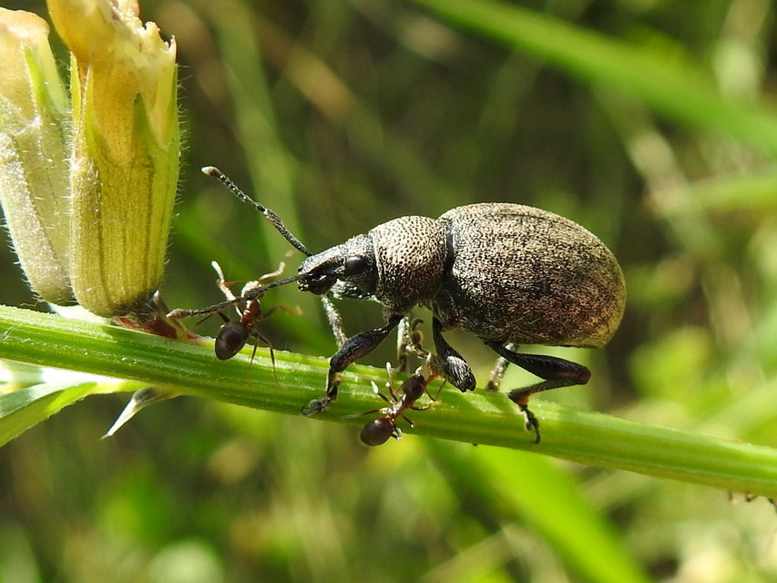 Otiorhynchus ligustici - vincellér-gyalogormányos