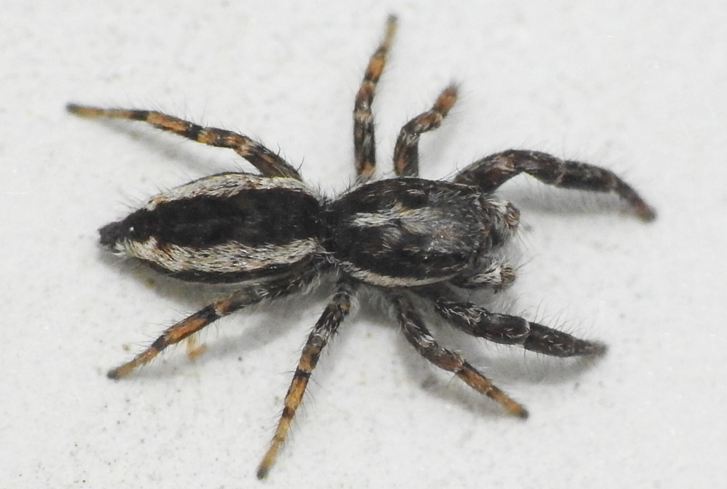 Pseudicius encarpatus - kéregugrópók