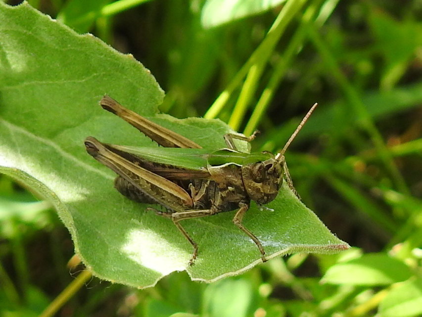 Omocestus rufipes - vöröshasú tarlósáska