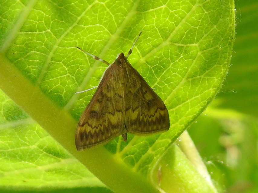 Ostrinia nubilalis - kukoricamoly