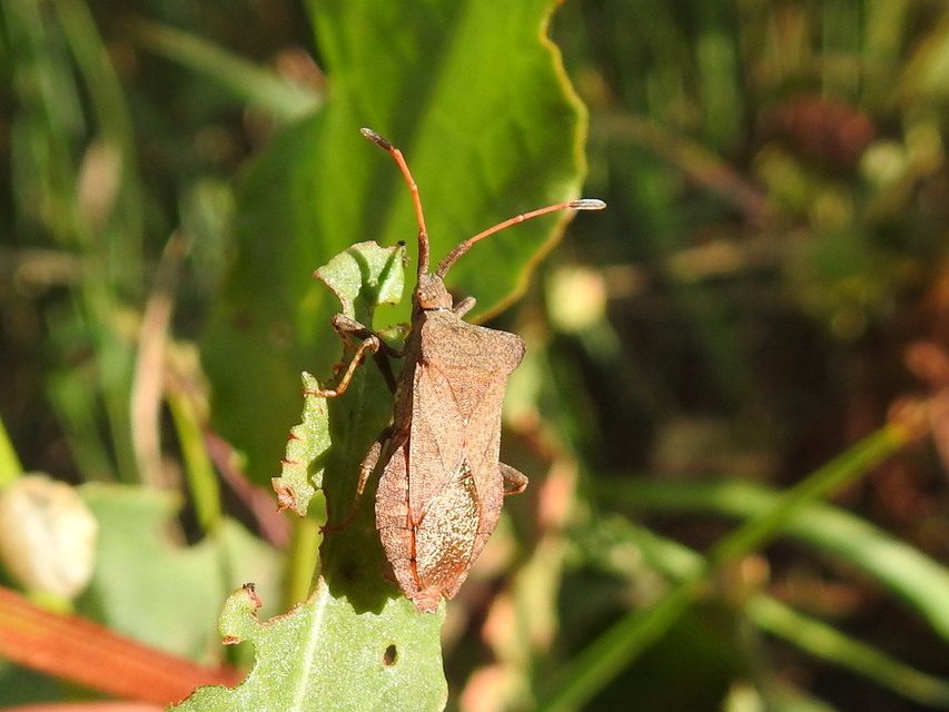 Coreus marginatus - közönséges karimáspoloska