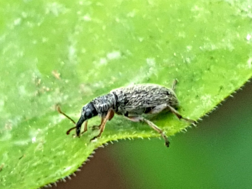 Cimberis attelaboides - fekete fenyő-áleszelény