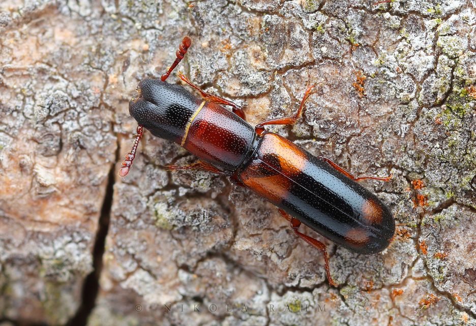 Nemozoma caucasicum - nagy karcsúkorongbogár