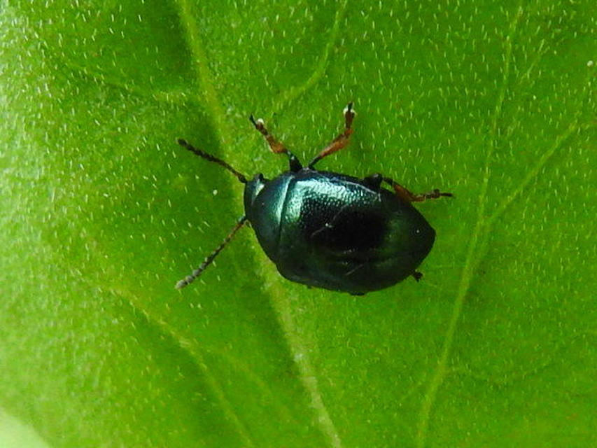 Colaphellus sophiae - mustárbogár