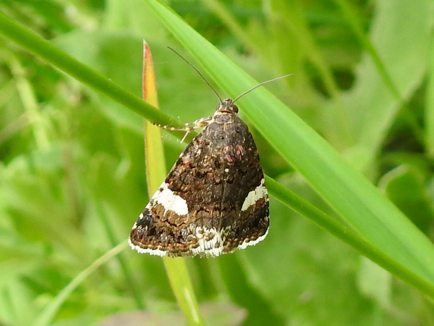 Tyta luctuosa - fekete nappalibagoly