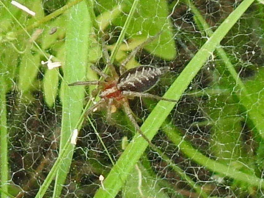 Agelena labyrinthica - illó tölcsérpók