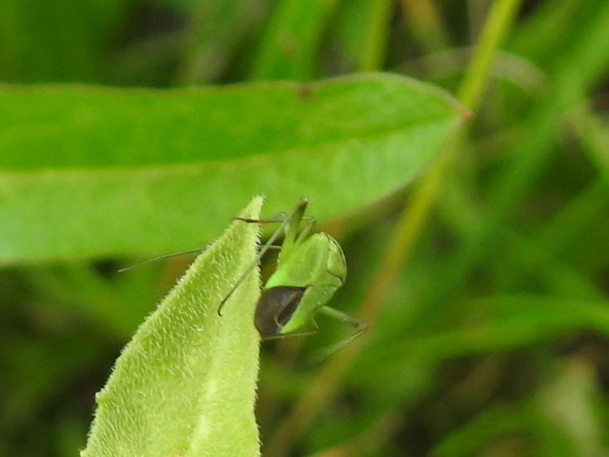 Calocoris affinis