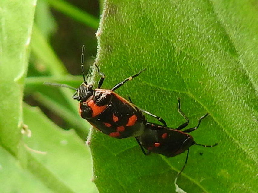 Eurydema oleracea - paréjpoloska Eurydema oleracea - paréjpoloska