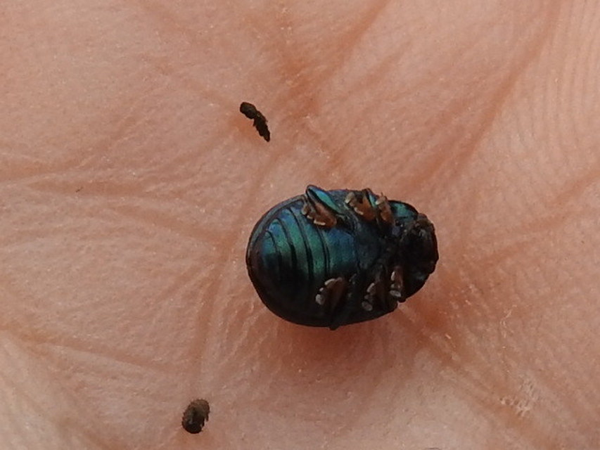 Colaphellus sophiae - mustárbogár