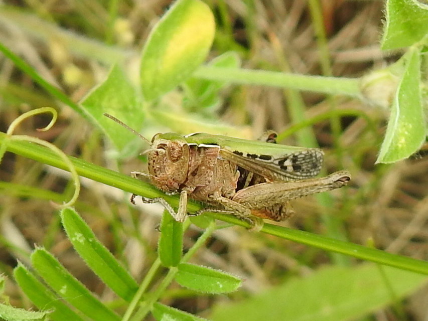 Omocestus rufipes - vöröshasú tarlósáska