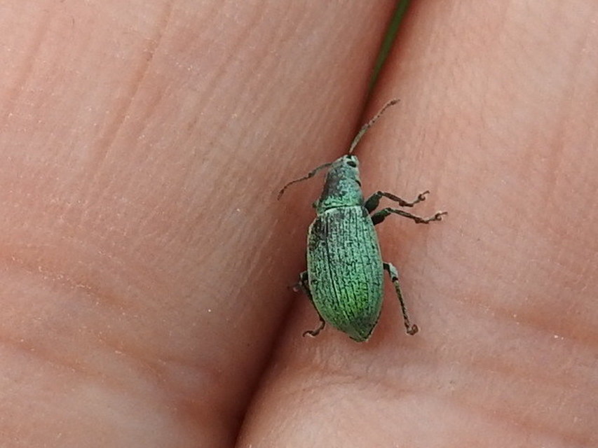 Phyllobius virideaeris - halványzöld levélormányos