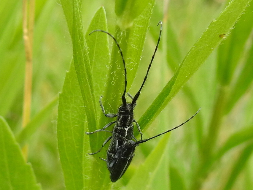 Agapanthia cardui - sávos bogáncscincér