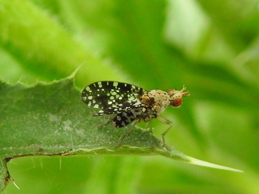 Trypetoptera punctulata - pirosszemű szarvaslégy
