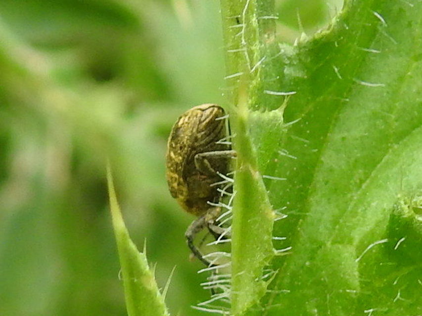 Larinus turbinatus - kúposorrú púderbarkó
