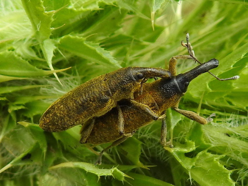 Lixus pulverulentus - mályvafúró dudvabarkó
