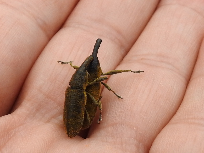 Lixus pulverulentus - mályvafúró dudvabarkó