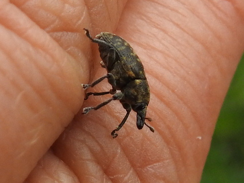 Larinus turbinatus - kúposorrú púderbarkó