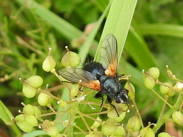 Zophomyia temula