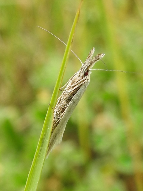 Pleurota