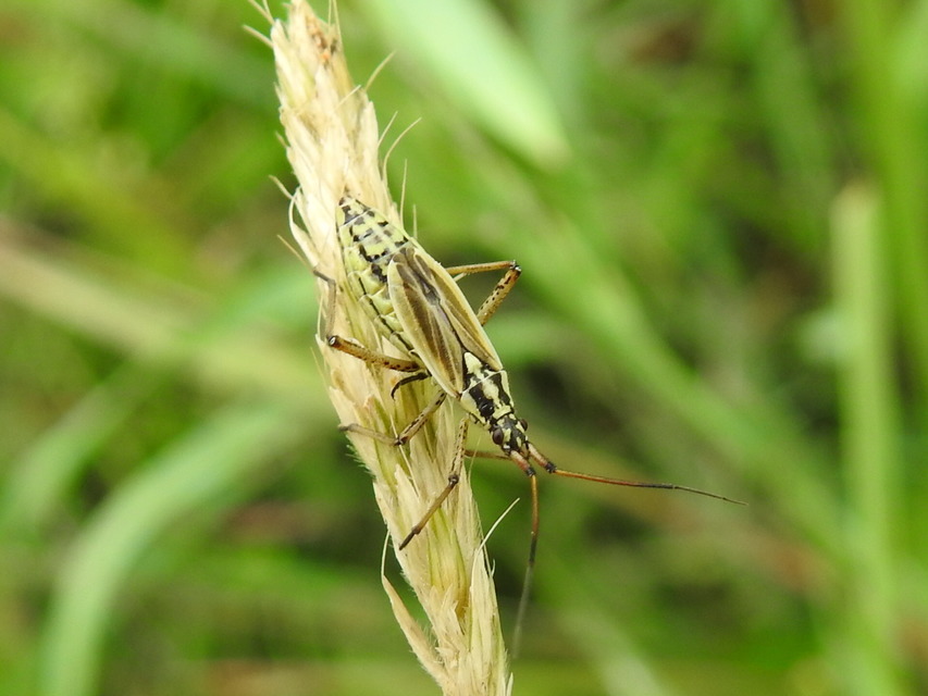 Leptopterna dolabrata - közönséges mezeipoloska