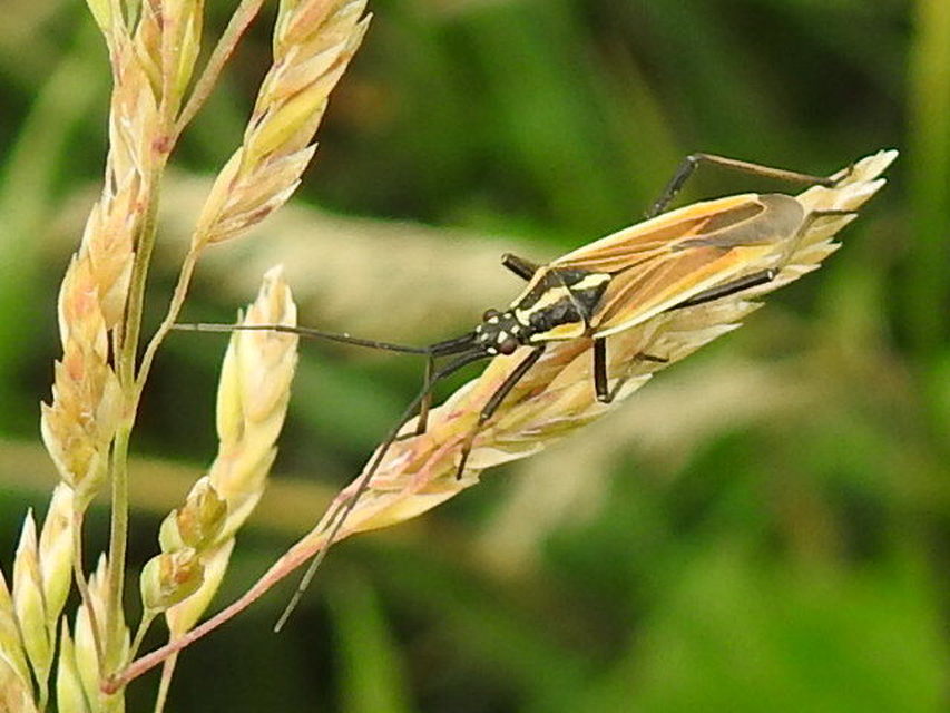 Leptopterna