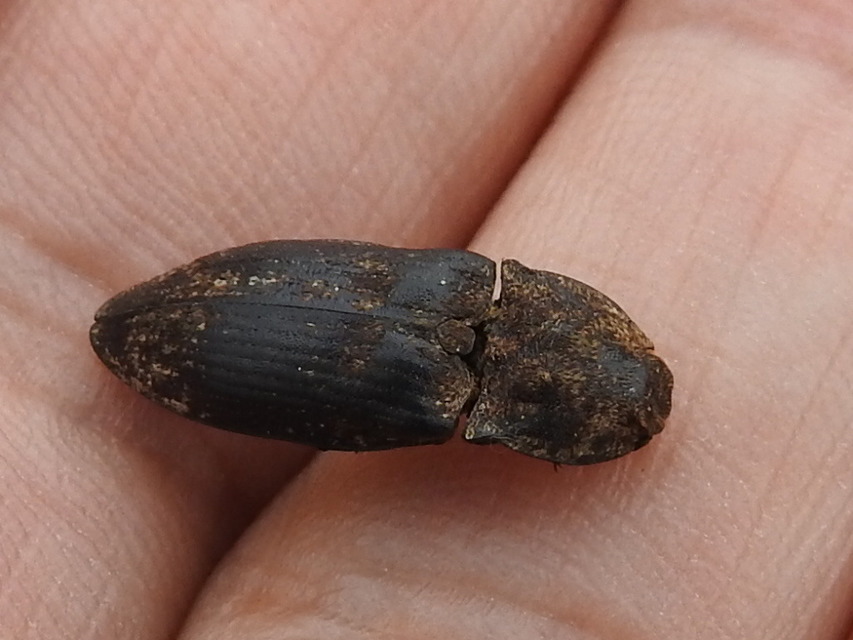 Agrypnus murinus - egérszínű pikkelyespattanó