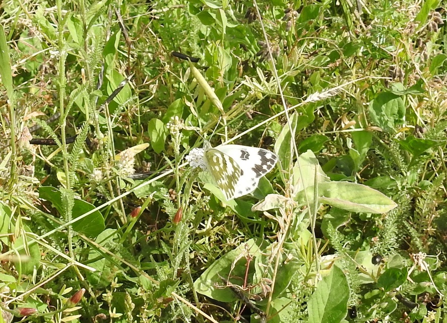 Pontia edusa - rezedalepke