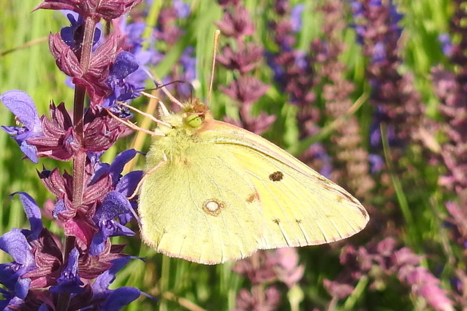 Colias croceus - sáfránylepke