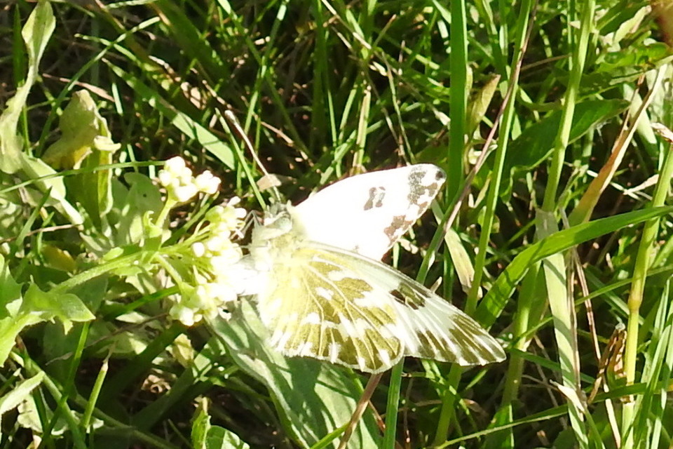 Pontia edusa - rezedalepke