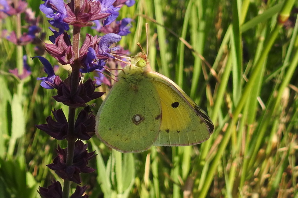 Colias croceus - sáfránylepke