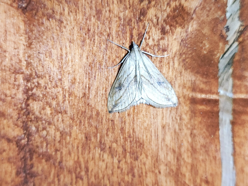 Evergestis forficalis - veteménymoly