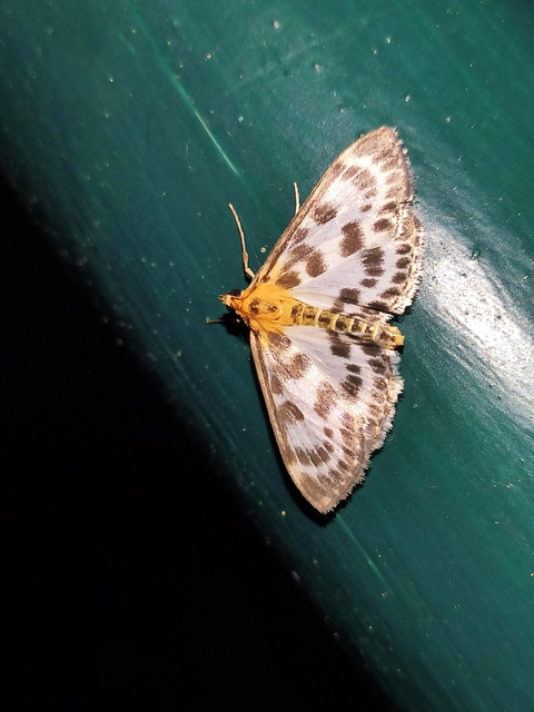 Anania hortulata - tarka csalánmoly