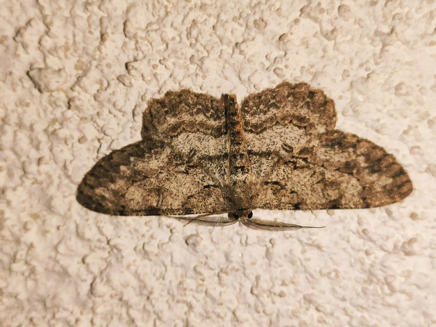 Hypomecis punctinalis - pettyes faaraszoló
