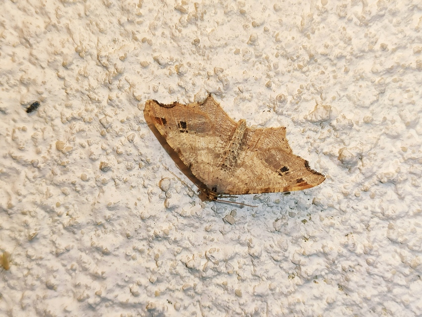 Macaria alternata - közönséges szürkearaszoló