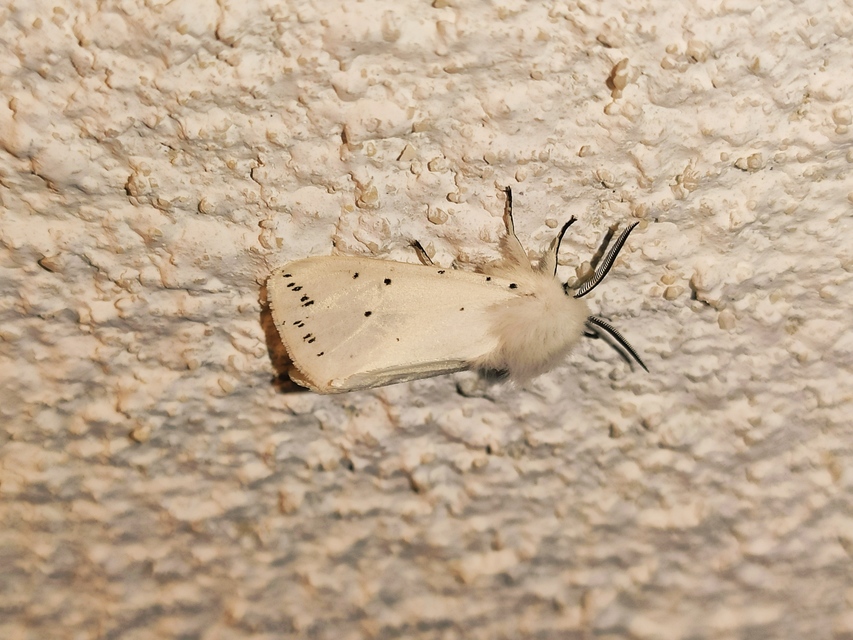 Spilosoma lubricipedum - tejszínű medvelepke