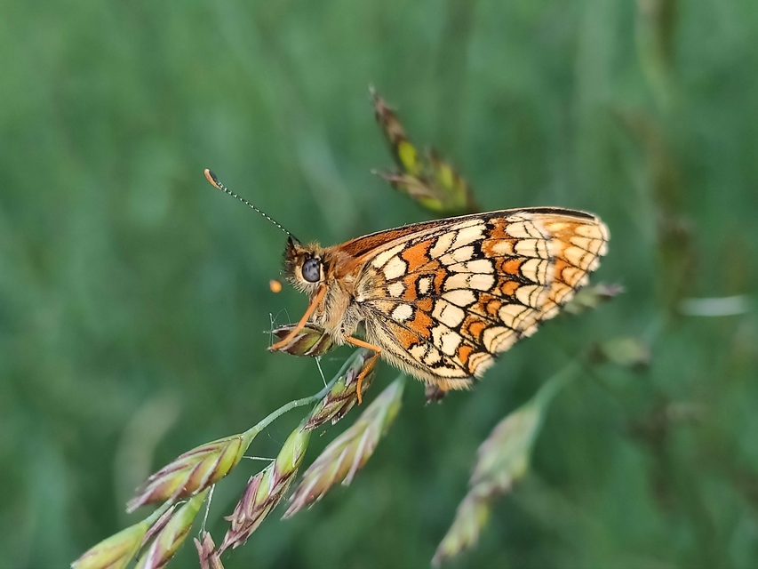 Melitaea athalia - közönséges tarkalepke