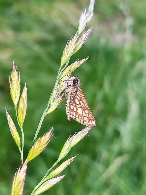 Carterocephalus palaemon - kockás busalepke