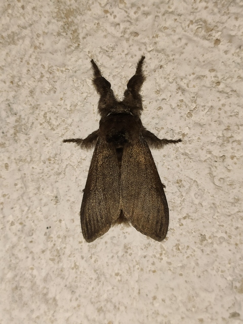 Calliteara pudibunda - hamvasszövő