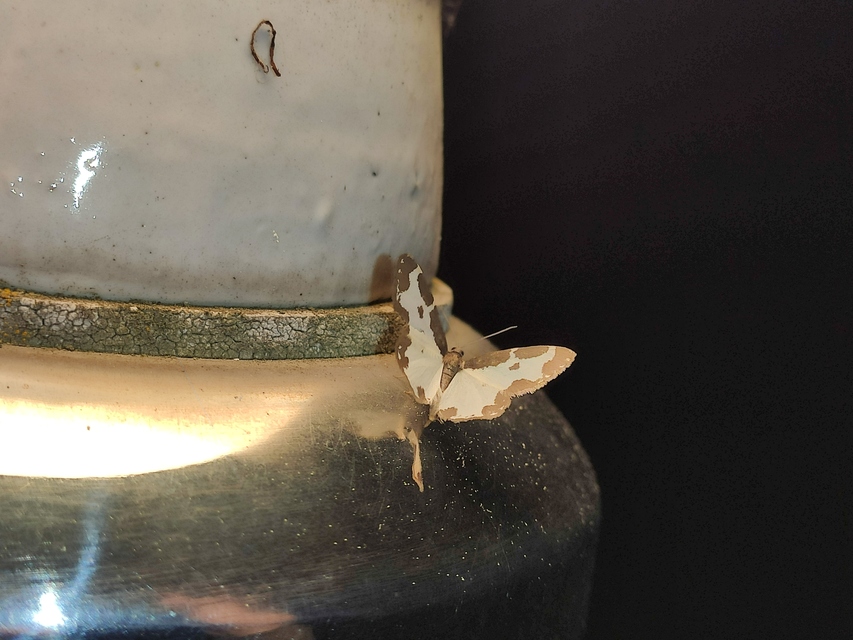 Lomaspilis marginata - szegélyes nyárfaaraszoló