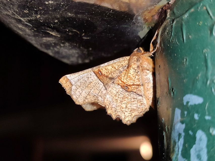 Selenia lunularia - egyfoltos holdasaraszoló