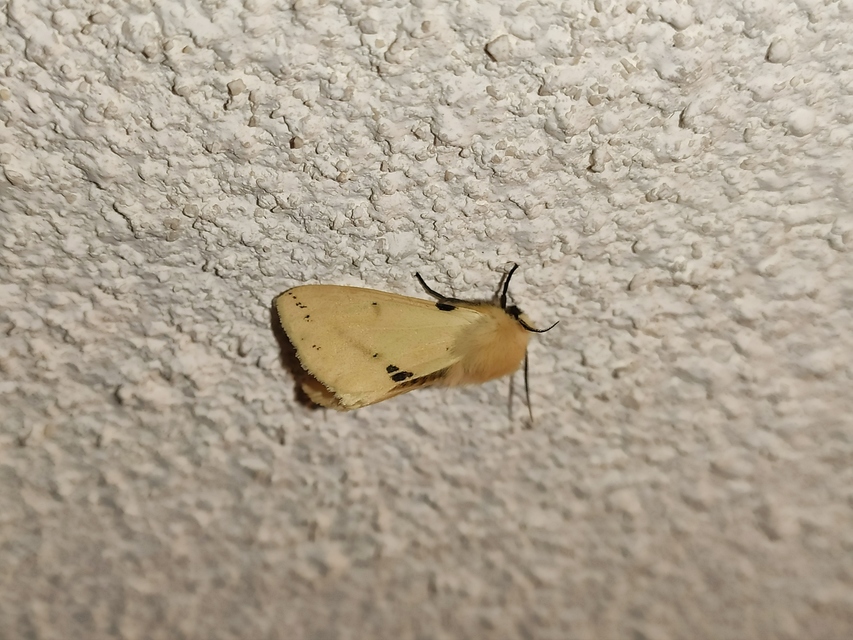 Spilarctia lutea - sárgás medvelepke