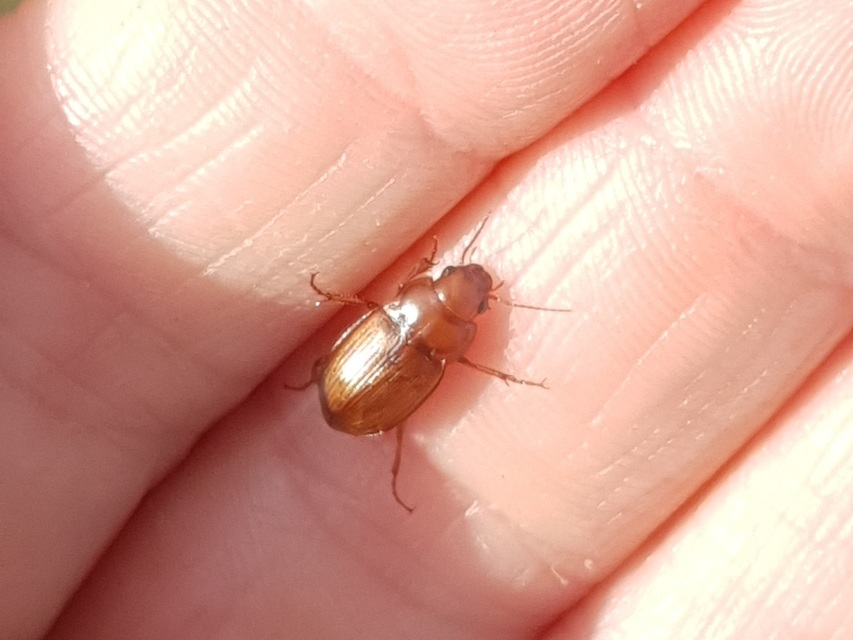 Amara fulva - sápadt közfutó Amara fulva - sápadt közfutó